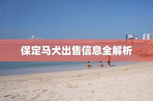 保定马犬出售信息全解析