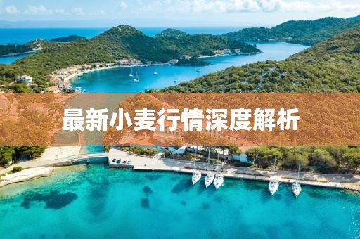 最新小麦行情深度解析
